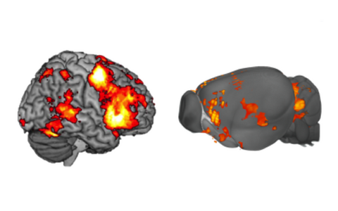 Translational imaging