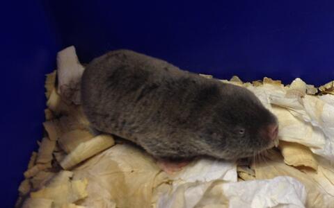 Highveld Mole Rat