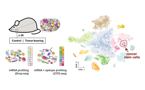 Schaubild Single Cell Sequencing Cell atlas Samantha Praktiknjo