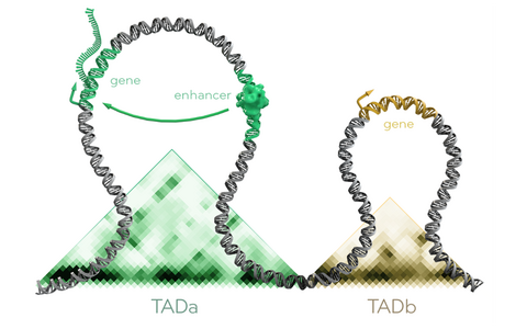 Gene und Regulatoren