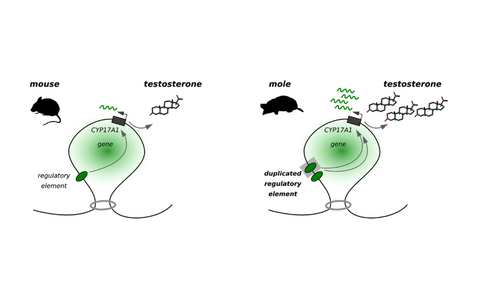 aktivierenden Sequenzabschnitte