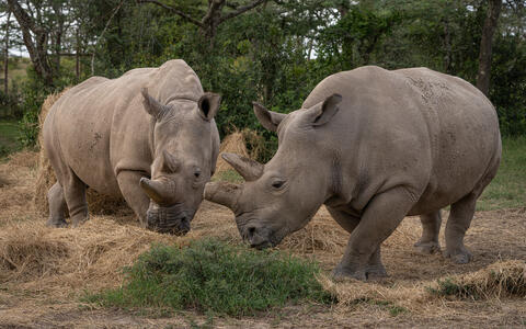 The last two living northern white rhinos