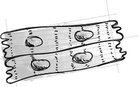 Cardiomyocytes