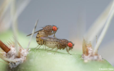 Mating fruit flies