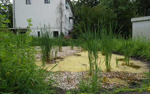 wetland biotope