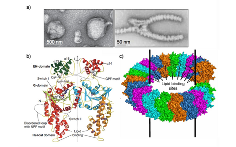 Scientific illustration