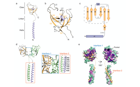 Scientific illustration