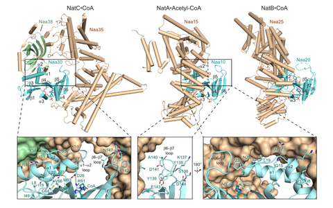 Scientific illustration