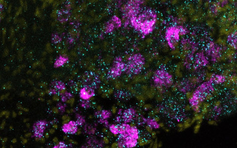 Mouse Neurons