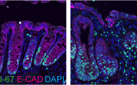 Scientific image