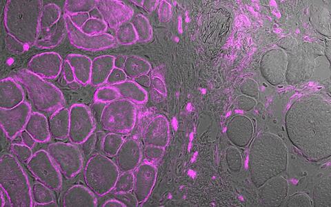 scientific image