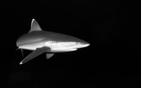 shark