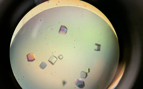 Scientific image