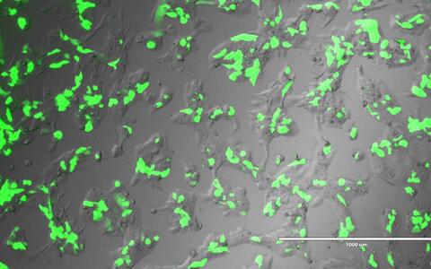Scientific image