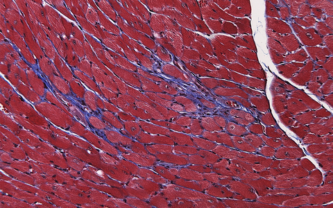 Scientific image