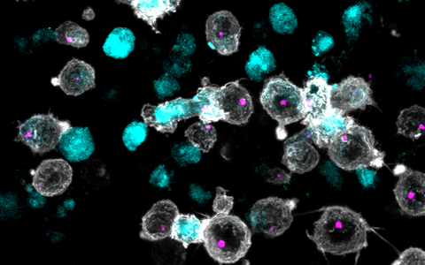 Scientific image
