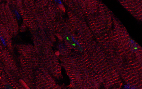 Wissenschaftliches Bild