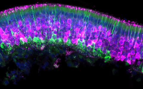 Scientific image