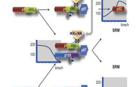 Model of NF-κB precursor proteolysis upon non-canonical signaling