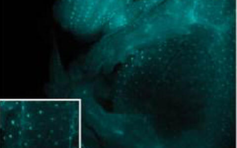 EGFP expression under the control of NF-κB in developing hair follicles at E14.5