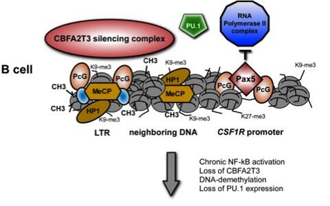 CSF1R promoter regulation in normal B cells and malignant Hodgkin Lymphoma tumor cells (HRS)