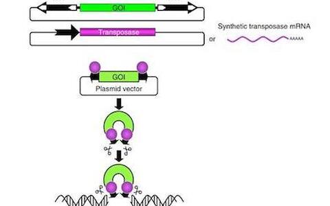 The two-component Sleeping Beauty (SB100X)-based non-viral vector system