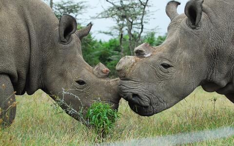 Najin and Fatu are mother and daughter.