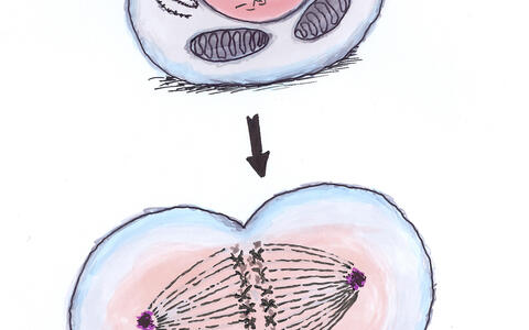 Cartoon: The monotonous fate of a stem cell | Max Delbrück Center