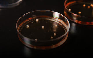 Organoid