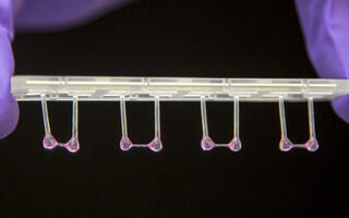 Artificial heart tissue