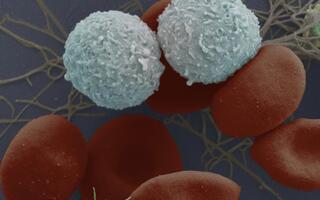 blood cells
