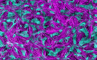 Zellbild in magenta und cyan