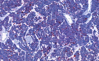 Scientific image