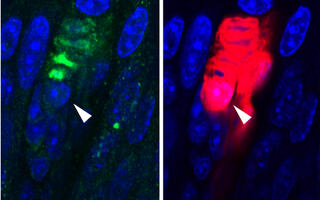 Scientific image