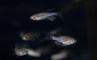 Zebrafische