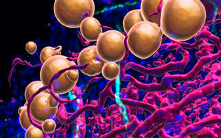 Scientific image