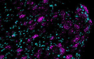 Wissenschaftliches Bild