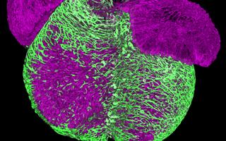 Scientific image