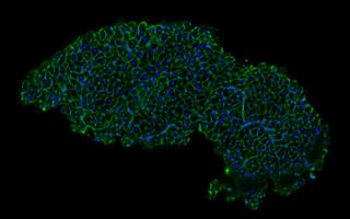 Scientific image
