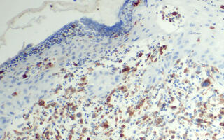 Wissenschaftliches Bild