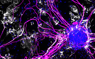 wissenschaftliches Bild