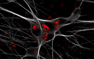 Scientific image