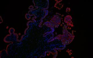 Scientific image