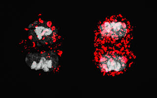 Scientific image