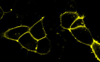 Scientific image