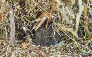 Bavarian pine mole