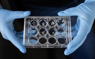 Wissenschaftliches Bild