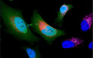 Scientific image