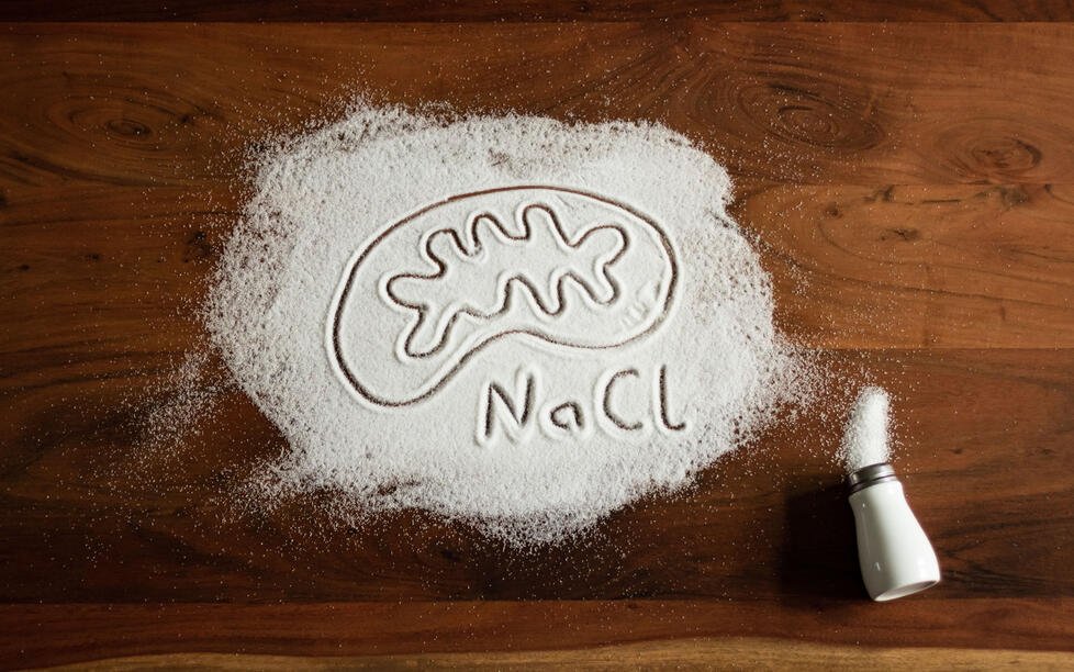 Wer zu viel Salz isst, schwächt die Energieversorgung von regulatorischen T-Zellen. Das kann sich auf Autoimmunität auswirken, berichtet ein internationales Team – darunter Dominik Müller – in „Cell Metabolism“. Denn wenn sie lahm gelegt sind, können Immunreaktionen aus dem Ruder laufen.