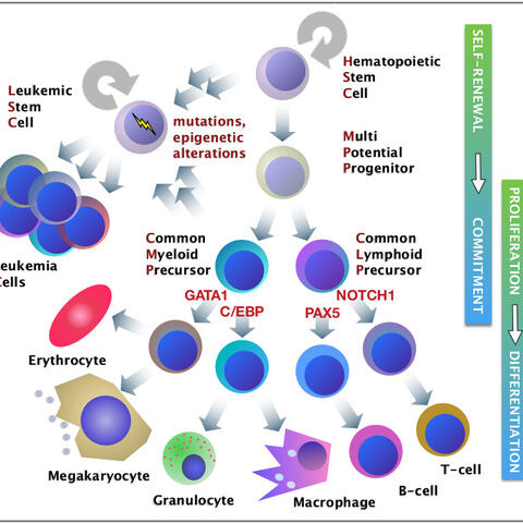 hematopoiesis